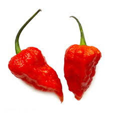 Jay's Ghost Red - Plante