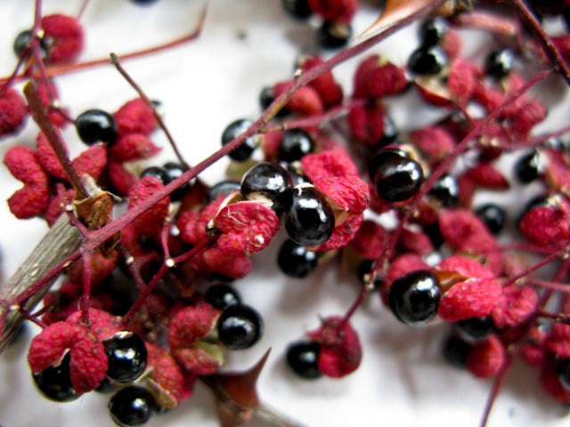 Szechuan Peber - Zanthoxylum simulans