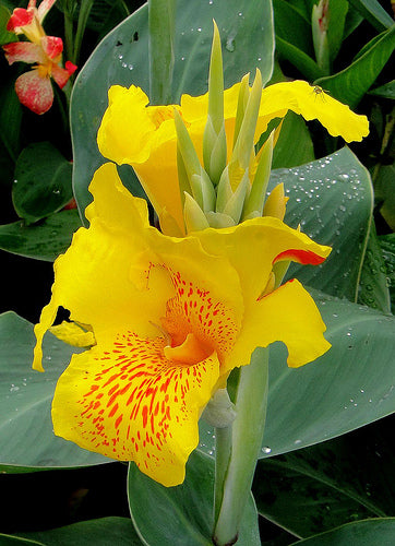 Canna Indica - Yellow, 2 Rhizomer