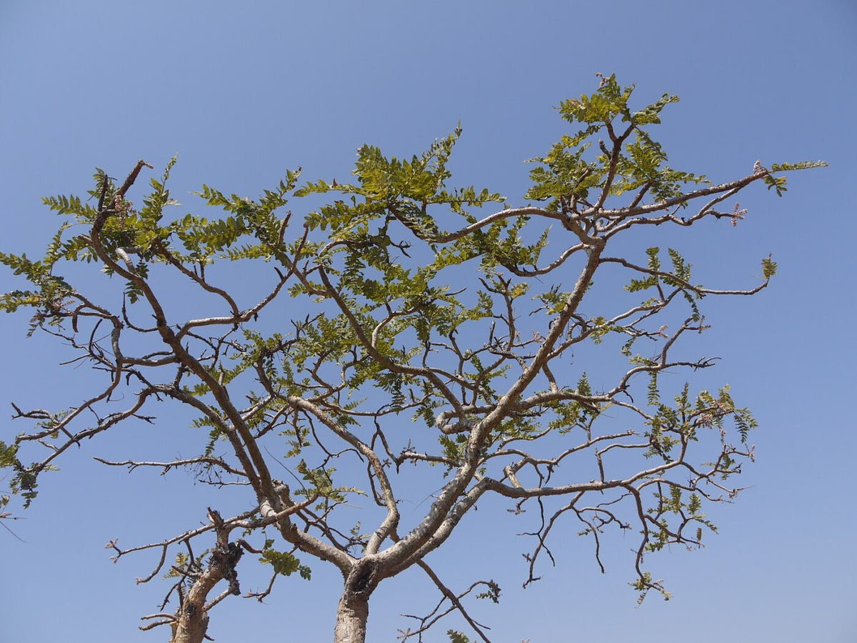 Indisk Røgelsestræ - Boswellia serrata