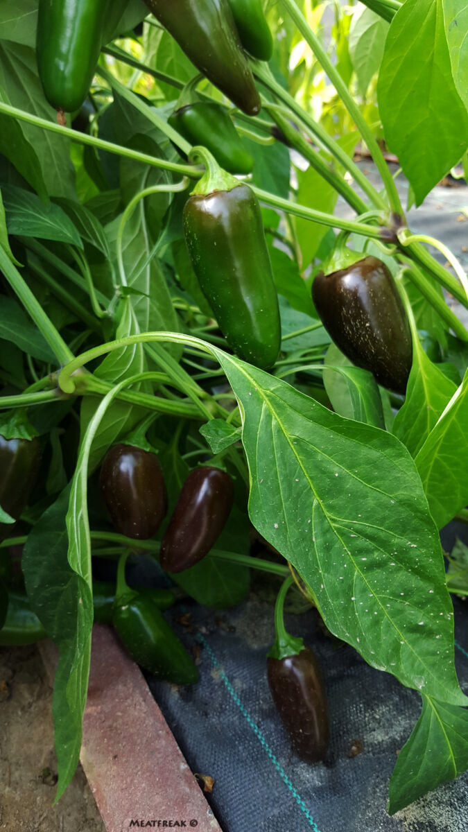 Jalapeño Azabache - C. annuum