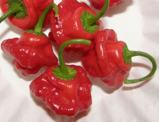 Jamaican Red / Red Mushroom  - C.chinense