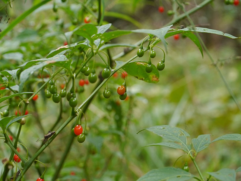 Japansk Vild Peber - Tubocapsicum anomalum