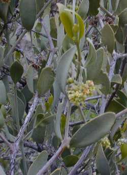 Jojoba - Simmondsia chinensis
