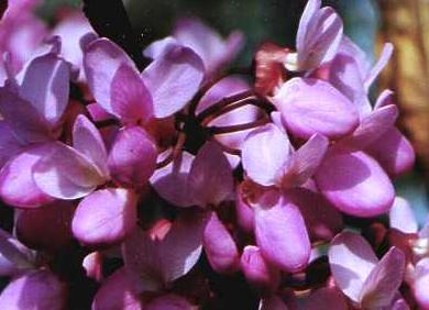 Judas Træ  -  Cercis siliquastrum