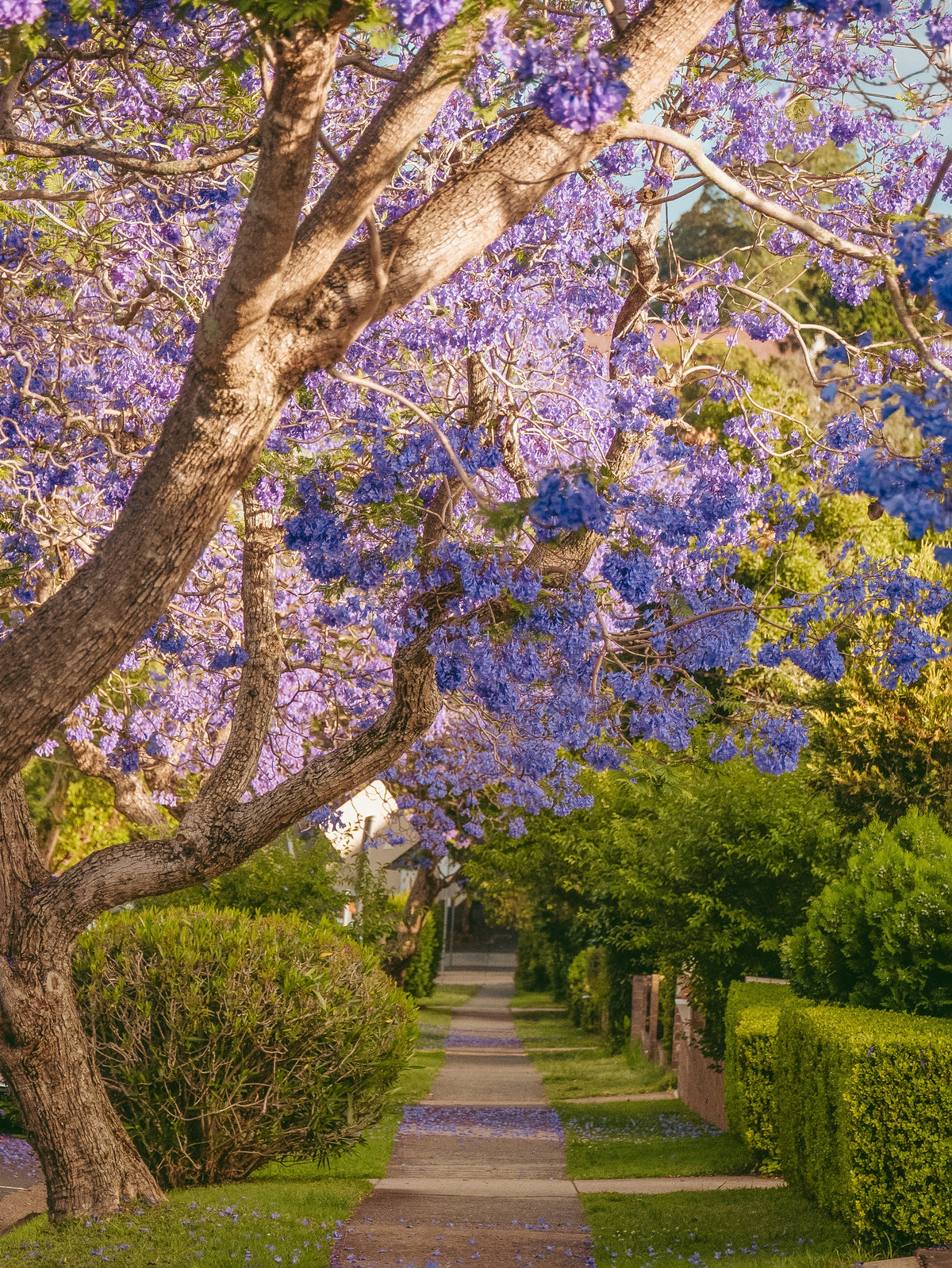 Jacaranda træ - Jacaranda mimosifolia