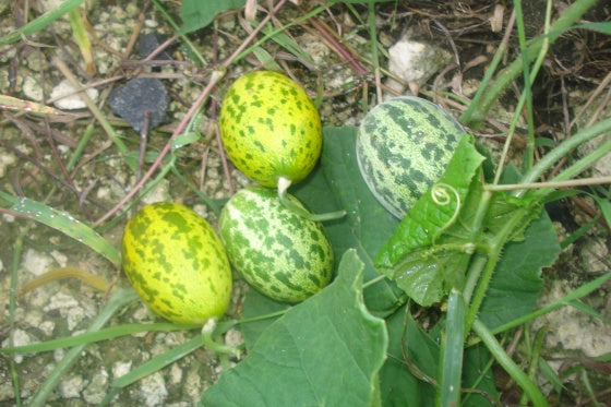 Jungleagurk - Zehneria scabra