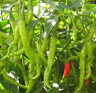 Jwala (Finger hot Indian) - Chilli