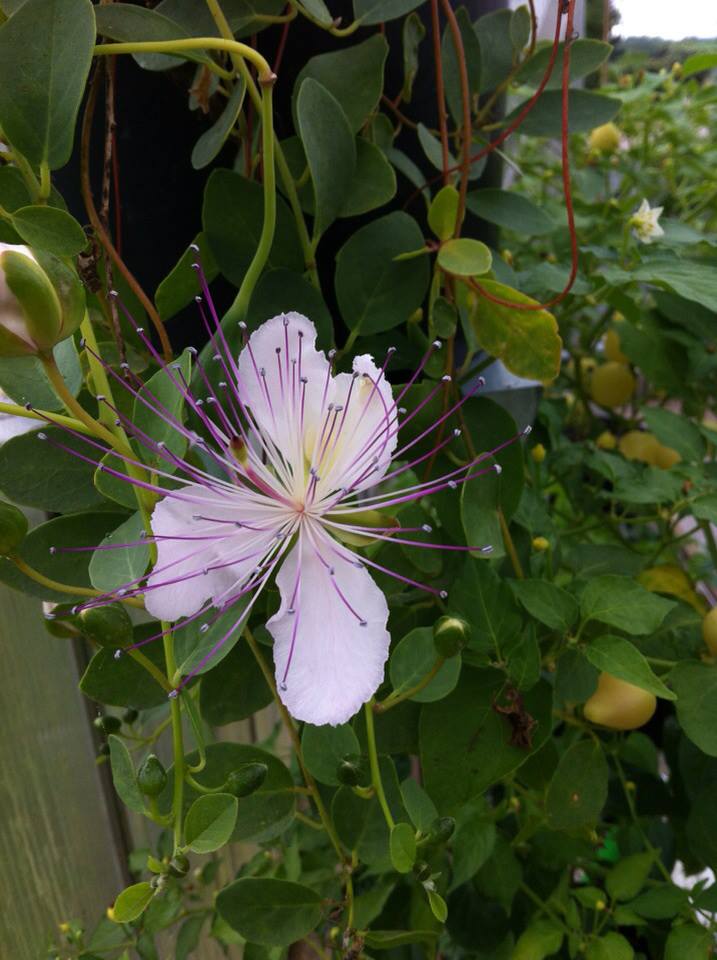 Kapers - Capparis Spinosa - PLANTE