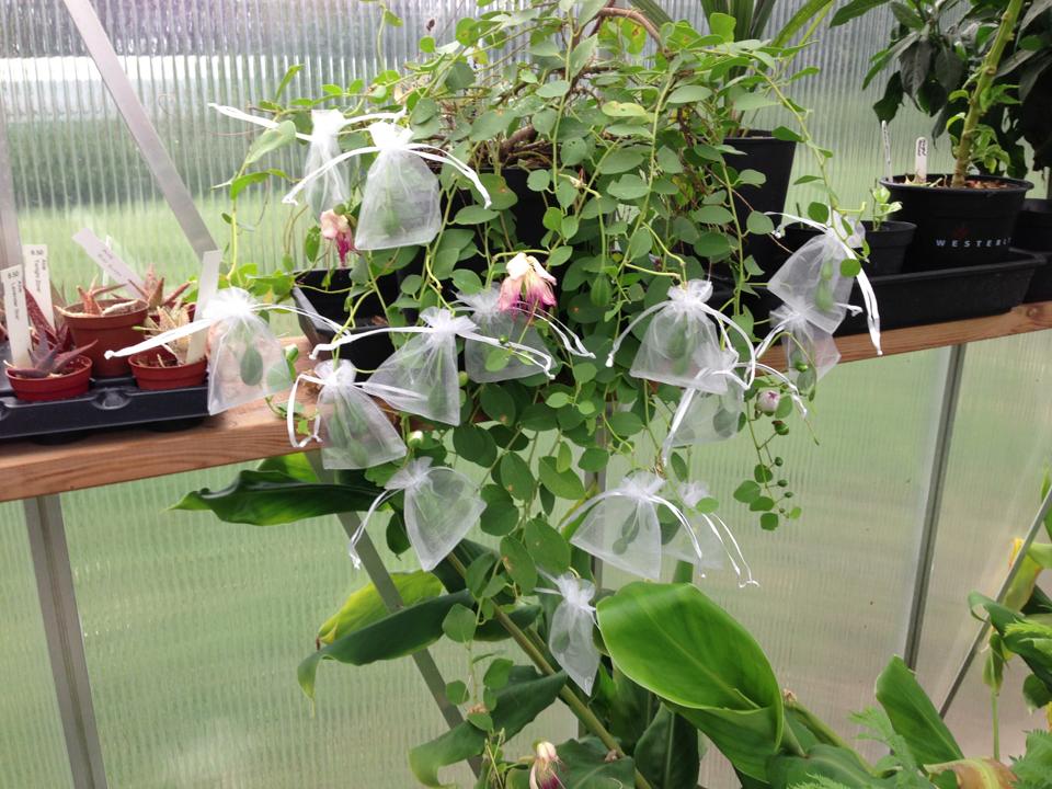 Kapers - Capparis Spinosa - PLANTE