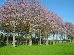 Rød Kejsertræ - Paulownia catalpifolia