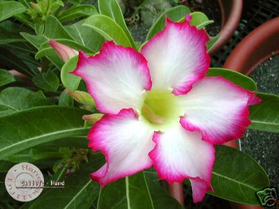 Ørkenrose - Adenium 'Kiss Star'