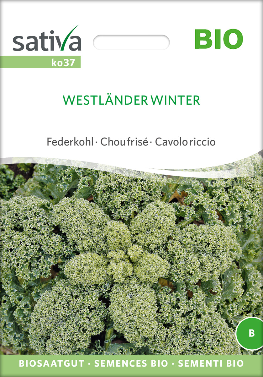 Grønkål- Westländer winter- ØKO