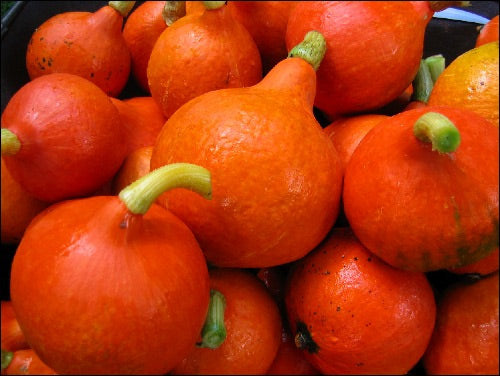 Hokaido - Red Kuri