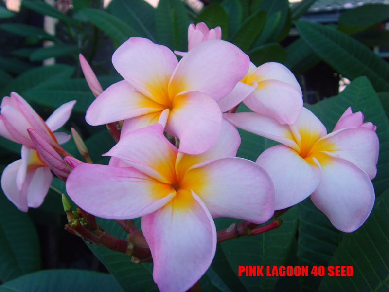 Plumeria - Pink Lagoon