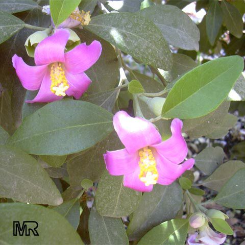 Cow Itch Tree - Lagunaria Patersonii