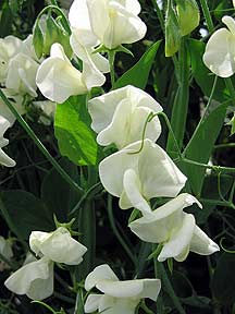 Ærteblomst - Mrs. Collier - Lathyrus odorata