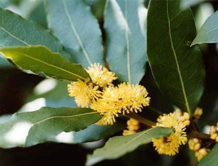 Ægte Laurbær (Laurus nobilis)