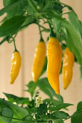 Lemon Drop - C. baccatum