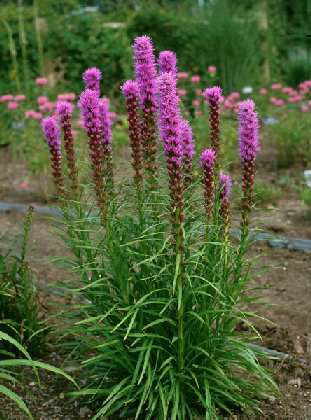 Pragtskær - Lilla - Liatris spicata