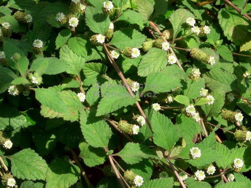 Aztekisk sødurt - Lippia dulcis 'Colada'