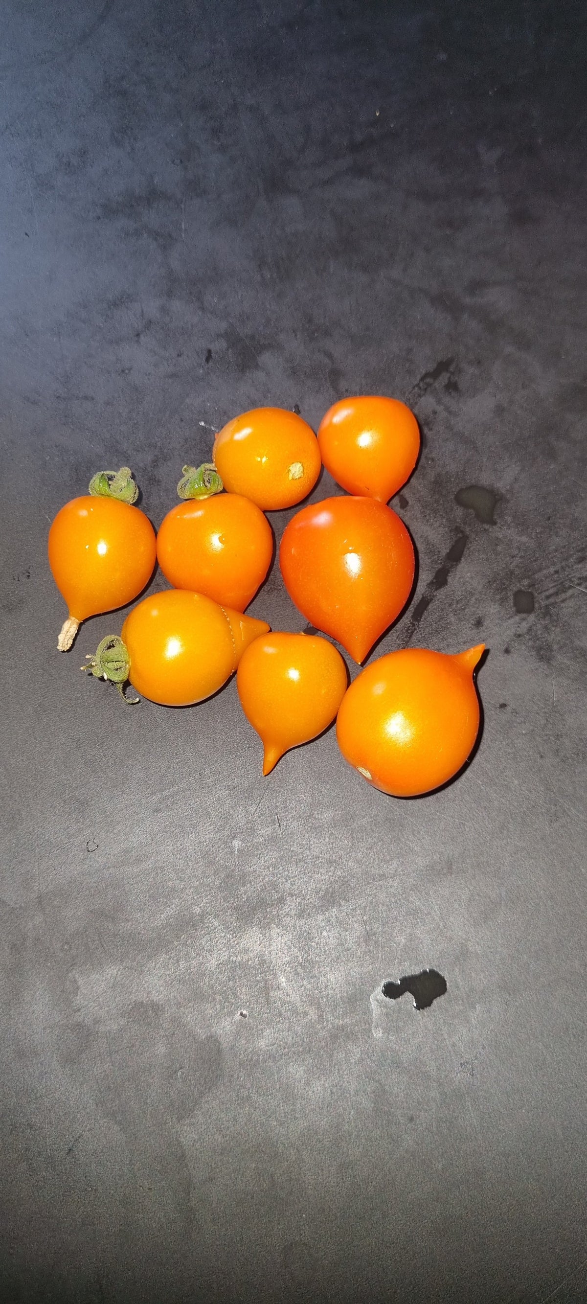 Little Prince Red - Cherrytomat