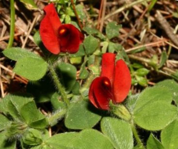Aspargesært - Lotus tetragonolobus