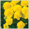 Tagetes - Lemon Drop