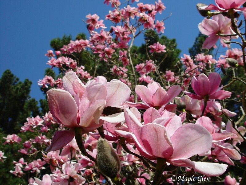 Magnolia Campbellii - Campbell's Magnolie