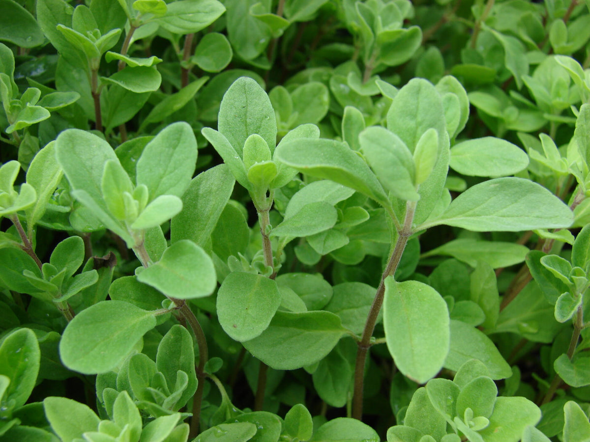 Sød Merian/Havemerian - Origanum majorana L