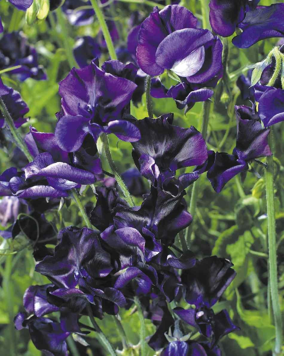 Ærteblomst - Lathyrus Odoratus Mammoth Navy Blue