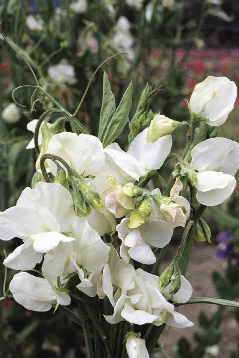 Ærteblomst - Lathyrus Odoratus Mammoth White