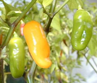 Maraba