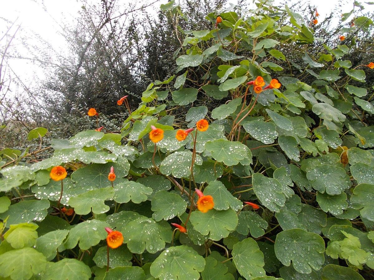 Mashua - Tropaeolum tuberosum