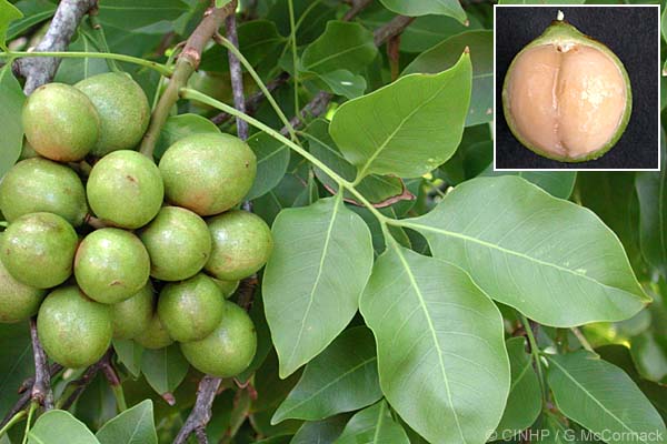 Limoncillo - Melicoccus bijugatus