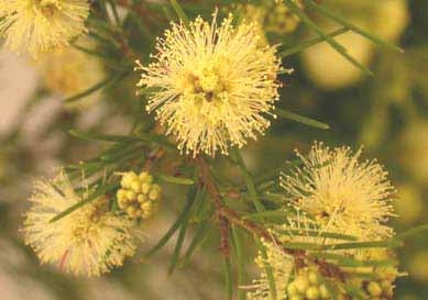 Melaleuca nodosa