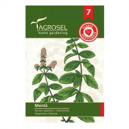 Pebermynte - Mentha Piperita - PG7