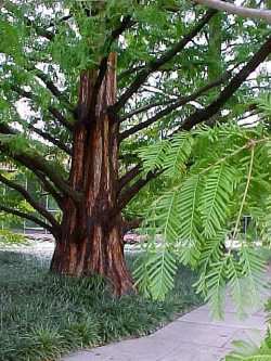 Vandgran - Metasequoia glyptostroboides