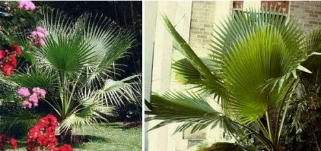 Mexicansk Vifte Palme - Washingtonia Robusta