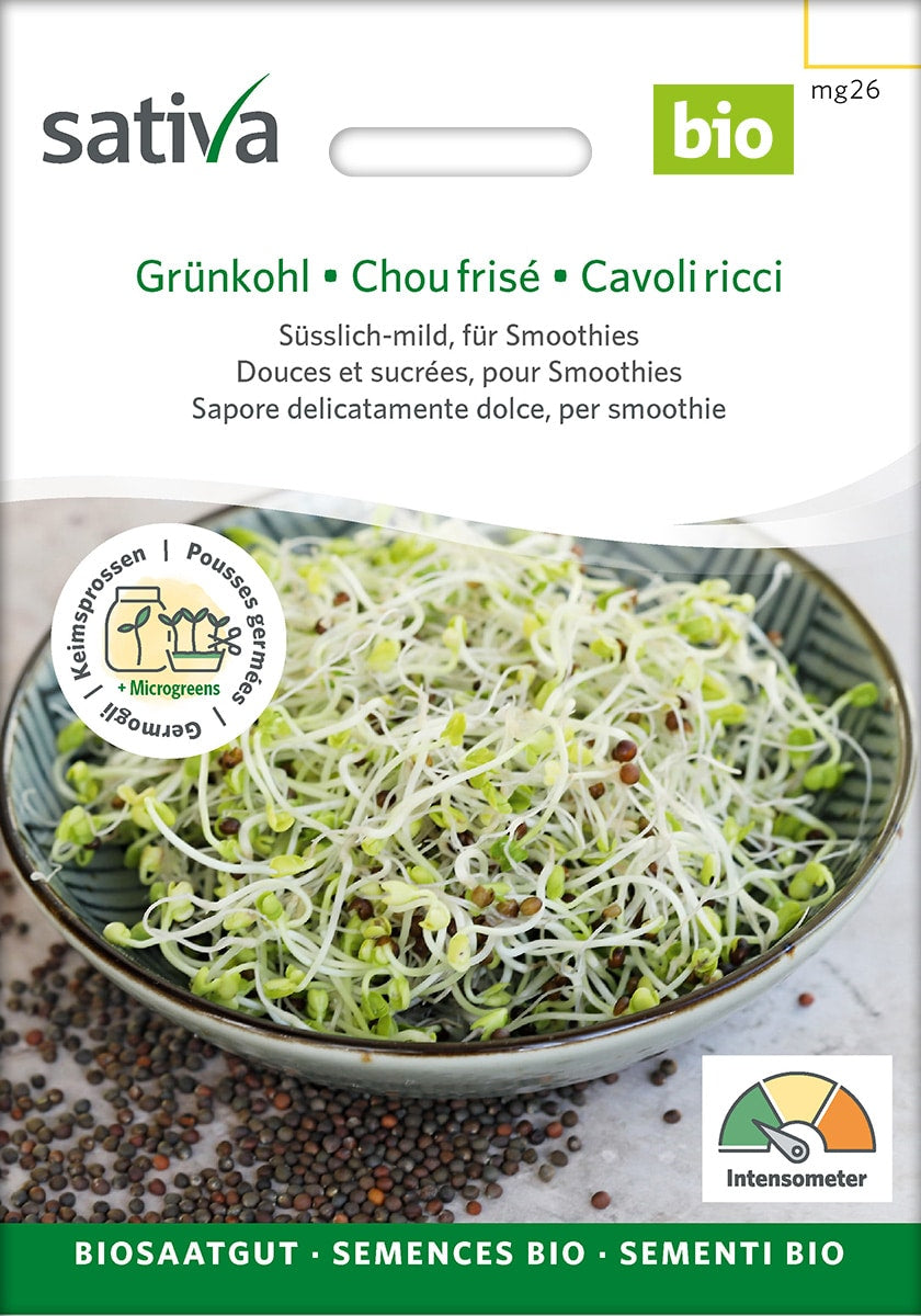 Øko / Biodynamisk palmekål spire frø til mikro grønt