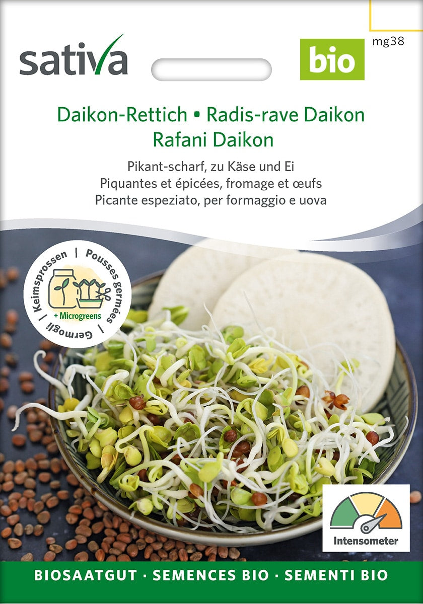 Øko / Biodynamisk diakon radise spire frø til mikro grønt