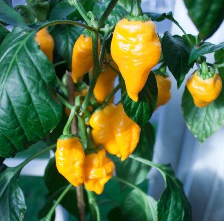 Monkeyface Gul – C.annuum - Plante