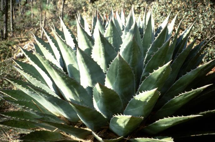 Bjerg Agave - Agave montana