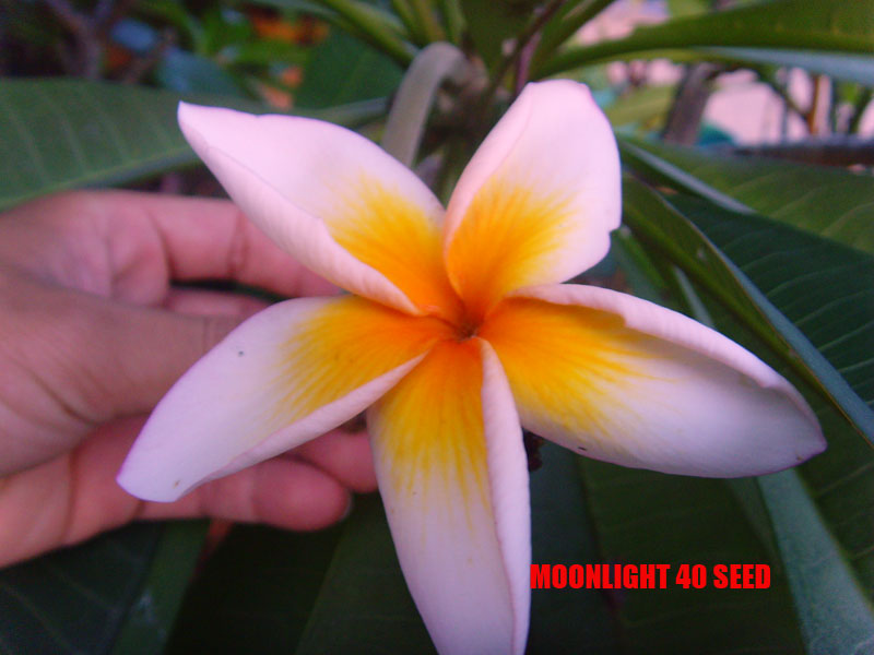 Plumeria - Moonlight