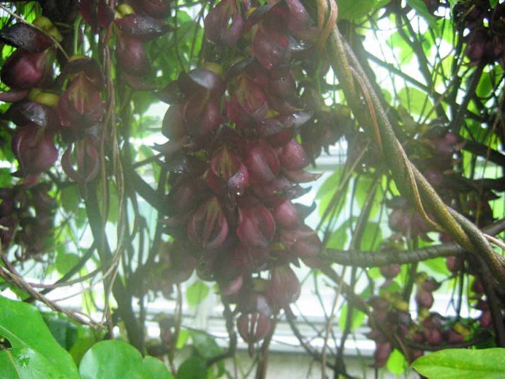 Fløjlsbønne - Mucuna Sempervirens