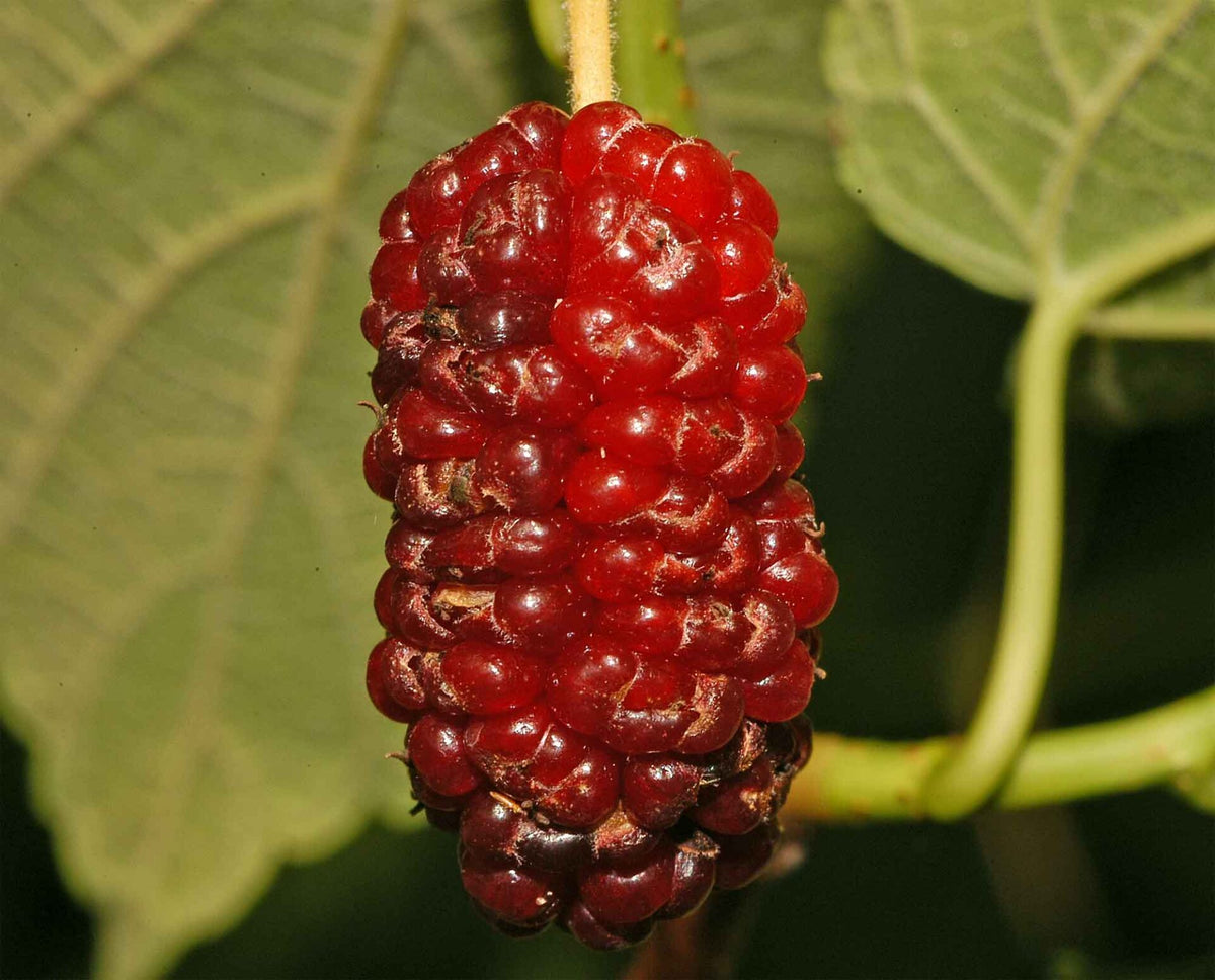 Rød Morbær - Morus Rubra