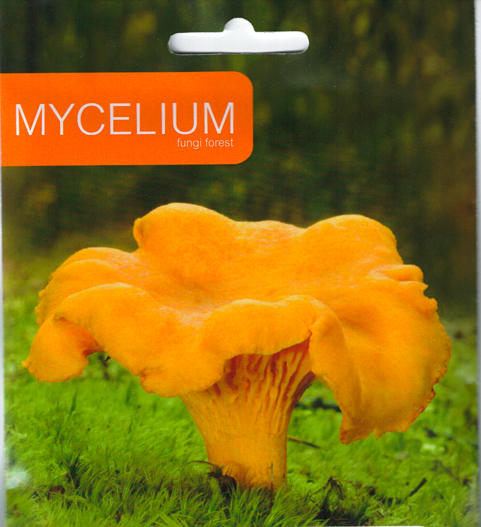 Mycelie af Almindelig kantarel - Cantharellus cibarius