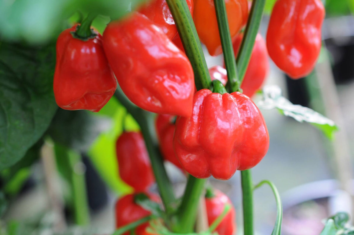 Naga X 7 Pod - C. chinense