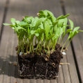 Mikro grønt - Morgenfrue - Calendula officinalis