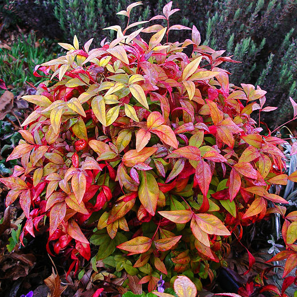 Nandina 'Firepower' - Nandina Domestica